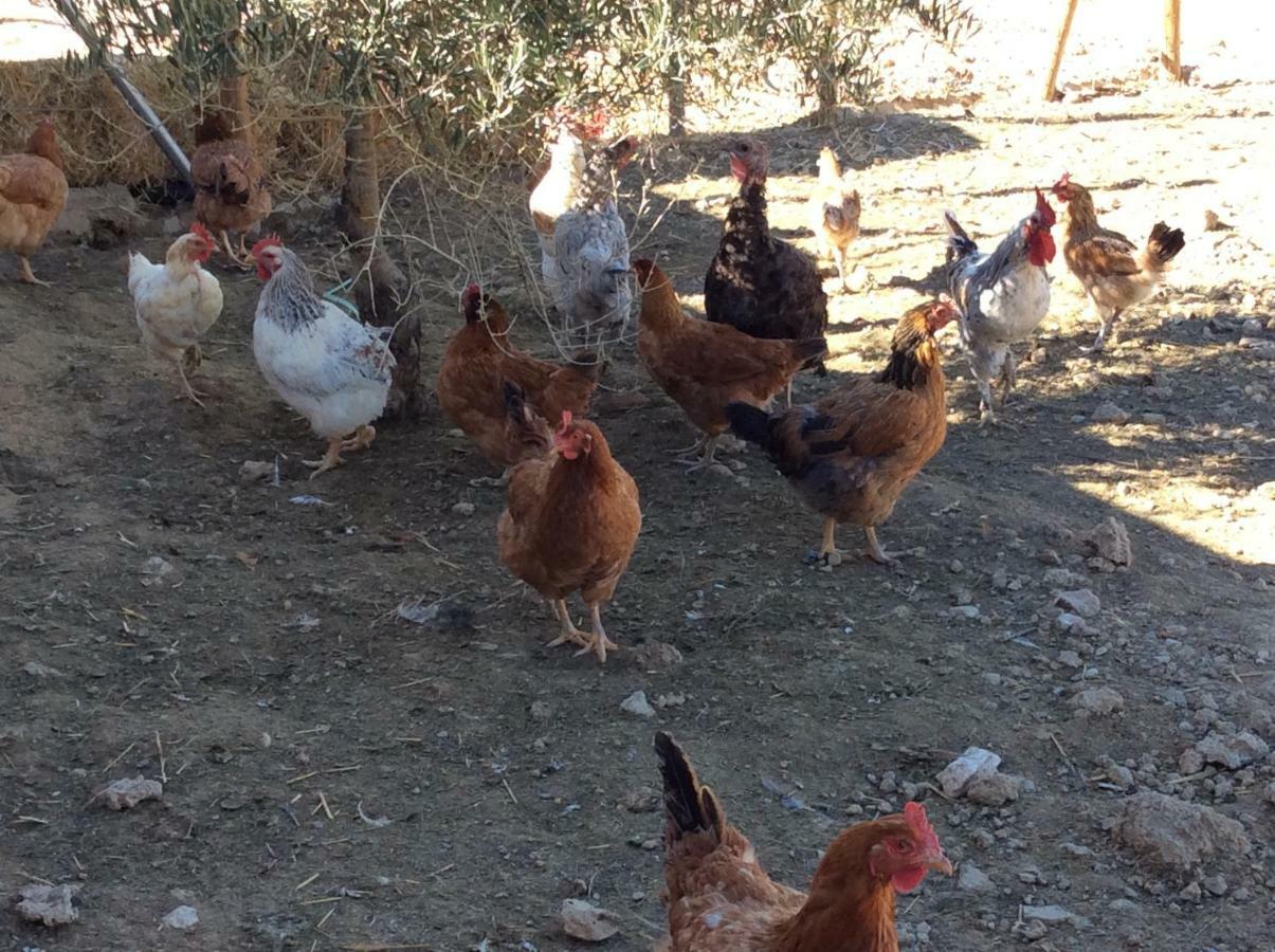 Santa Marta Complejo Rural Con Pista De Padel ξενώνας Archidona Εξωτερικό φωτογραφία